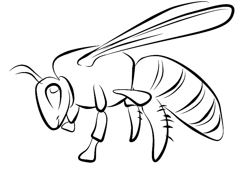 Bienen Ausmalbilder 31
