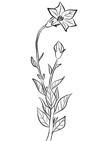 Desenhos de Campanula Para Colorir 19
