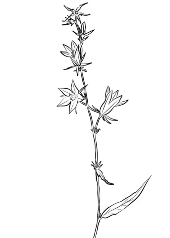 Desenhos de Campanula Para Colorir 21