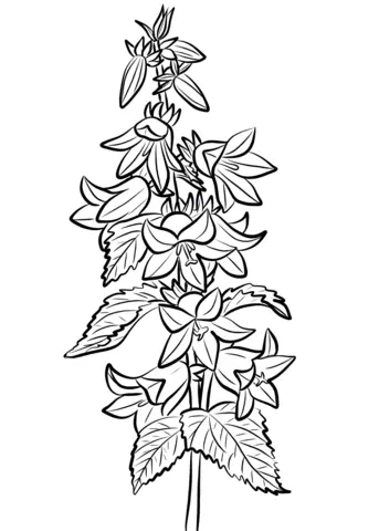 Desenhos de Campanula Para Colorir 8