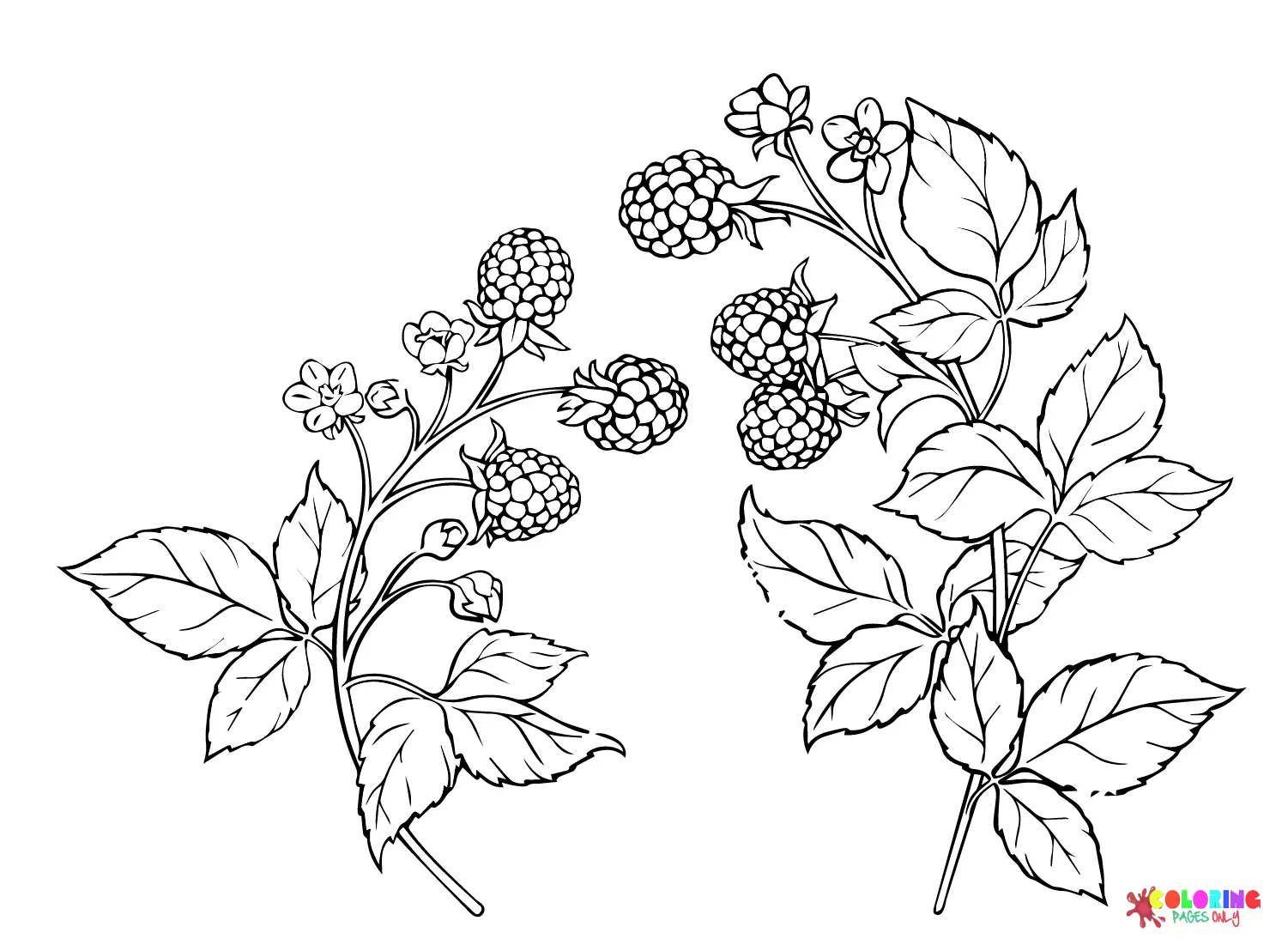Bayas Para Colorear 13