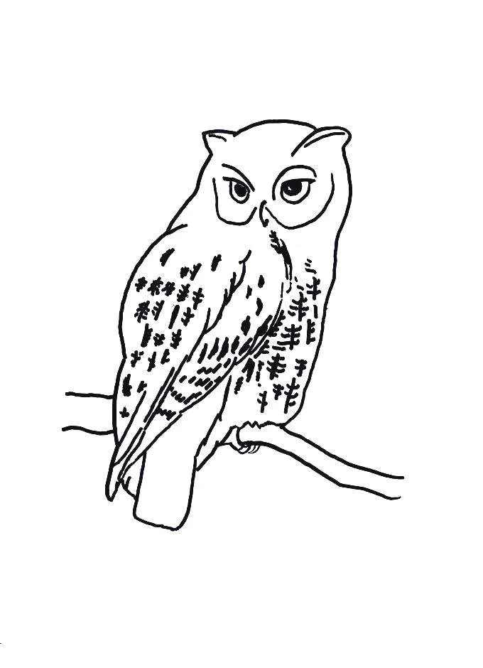 Vogel Ausmalbilder 189