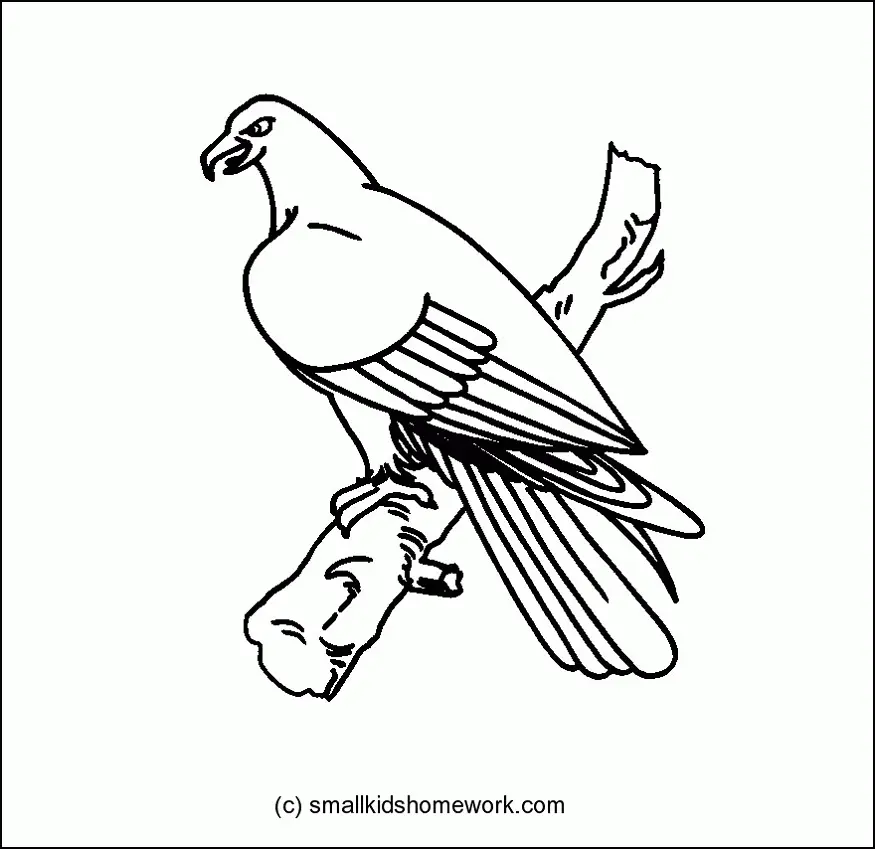 Vogel Ausmalbilder 68
