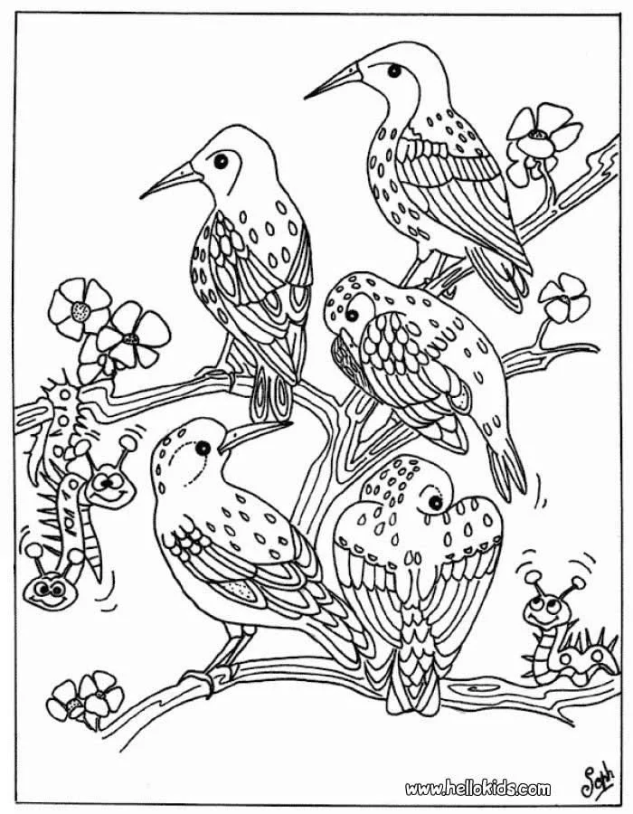 Vogel Ausmalbilder 8