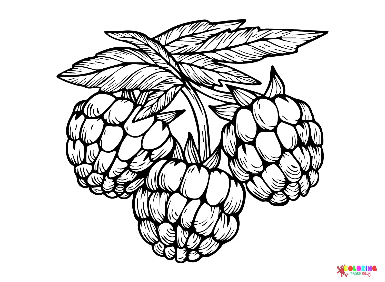 Moras Para Colorear