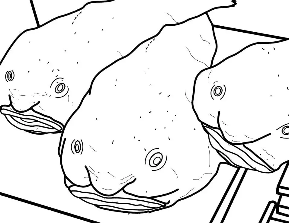 Blobfish Ausmalbilder 23