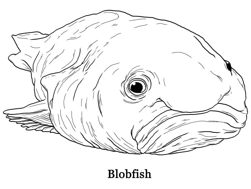 Blobfish Ausmalbilder 5