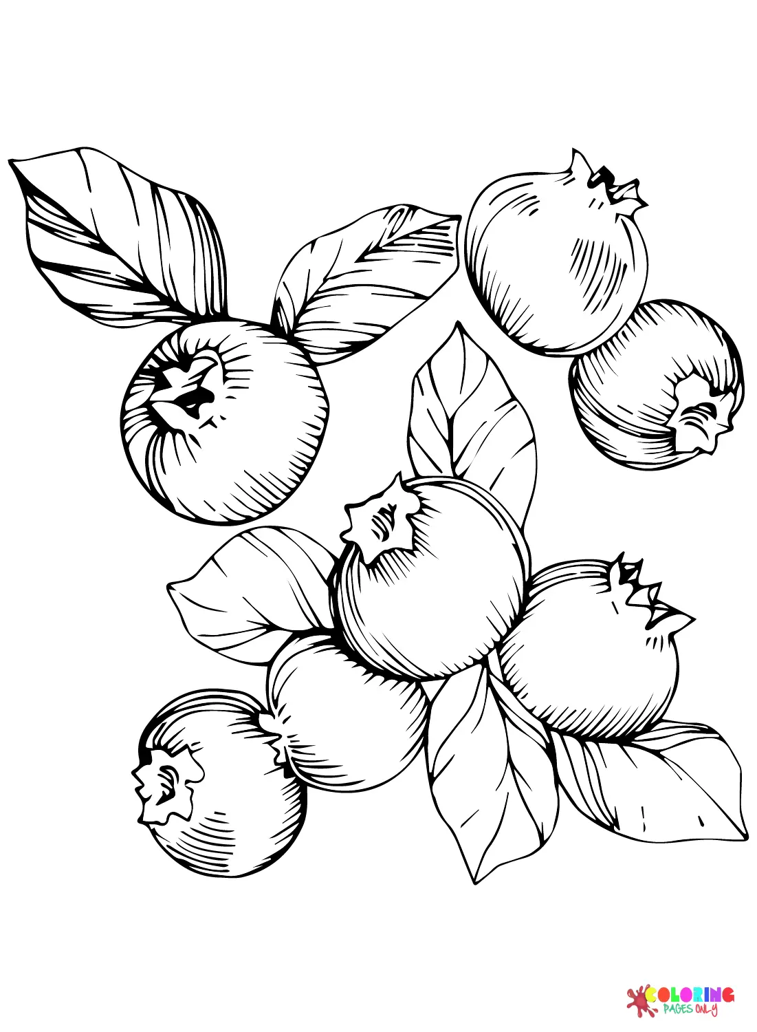 Blaubeer Ausmalbilder 18