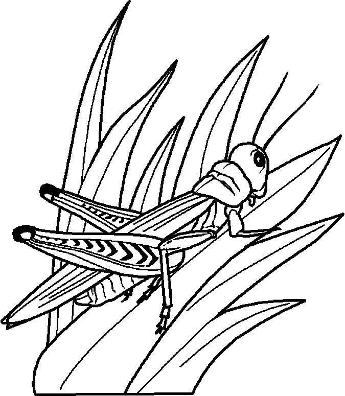 Bugs Coloring Pages 21