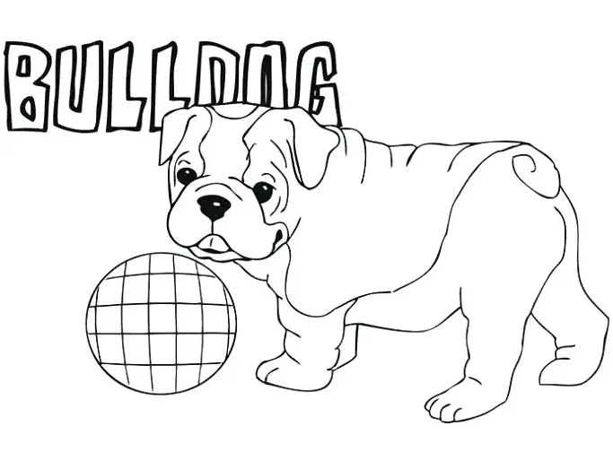 Bulldog Ausmalbilder 11
