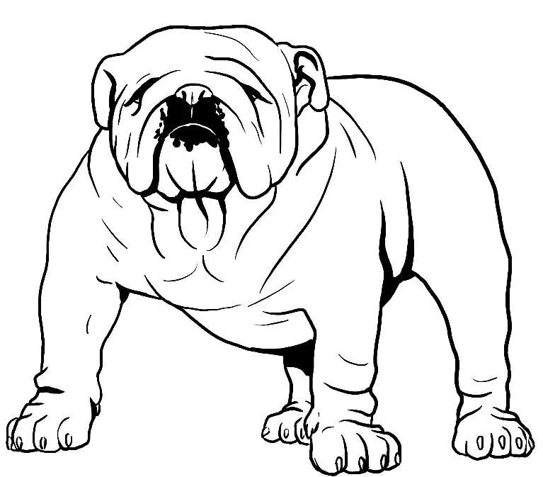 Bulldog Ausmalbilder 31
