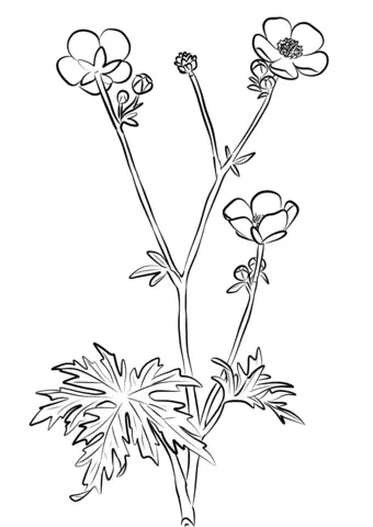 Buttercup Flower Coloring Pages 1