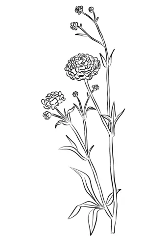 Buttercup Flower Coloring Pages 4