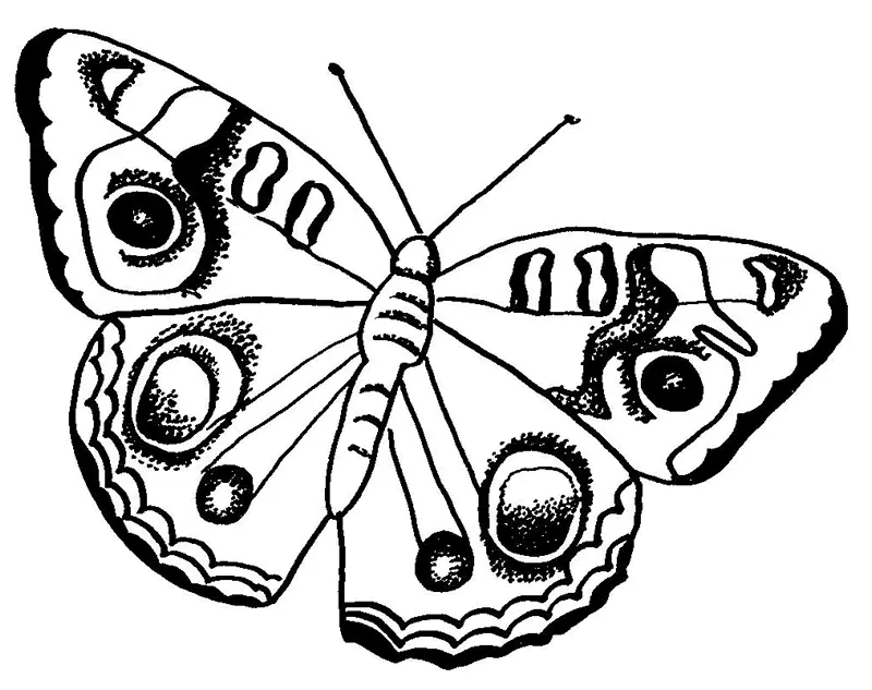 Butterfly Coloring Pages 30