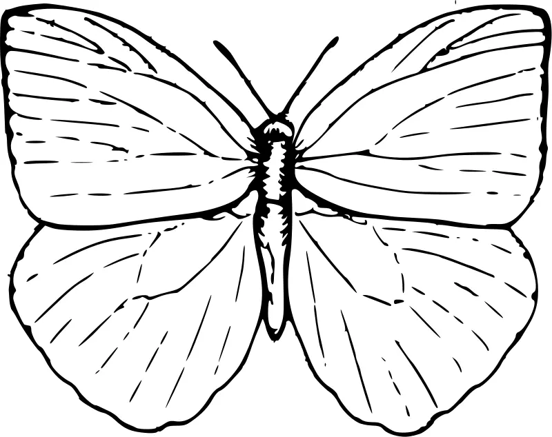 Butterfly Coloring Pages 4