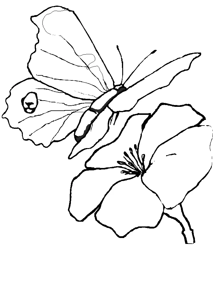 Butterfly Coloring Pages 41