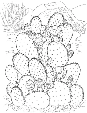 Desenhos de Cactus Para Colorir 11