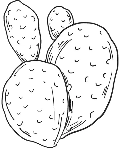 Desenhos de Cactus Para Colorir 12