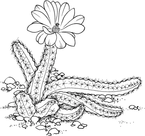 Desenhos de Cactus Para Colorir 13