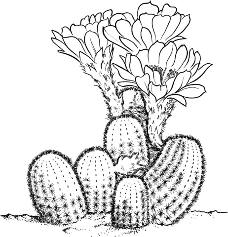 Desenhos de Cactus Para Colorir 15