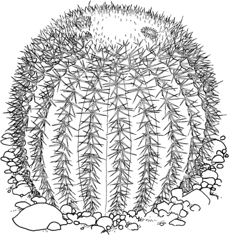 Desenhos de Cactus Para Colorir 16