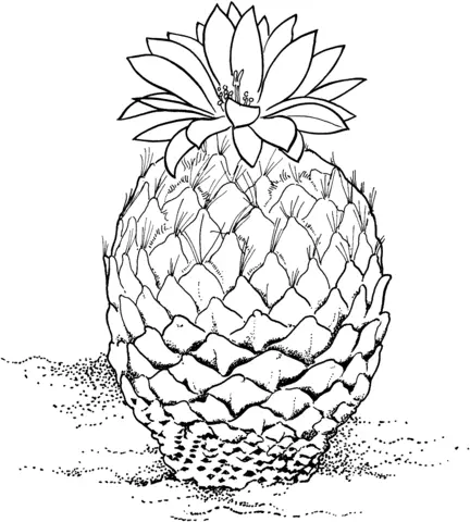 Desenhos de Cactus Para Colorir 17