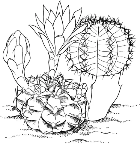 Desenhos de Cactus Para Colorir 19