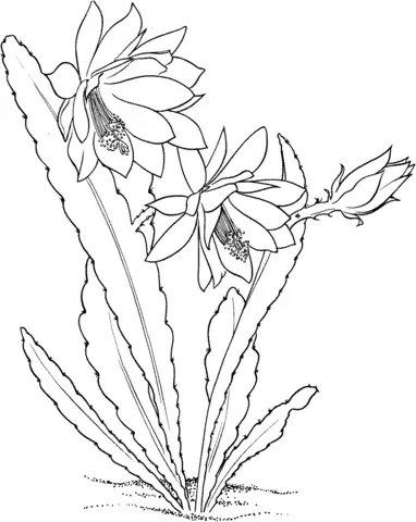 Desenhos de Cactus Para Colorir 22