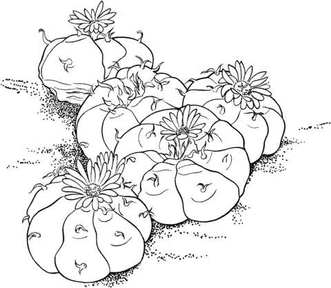 Desenhos de Cactus Para Colorir 23