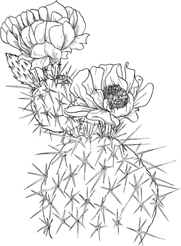 Desenhos de Cactus Para Colorir 24