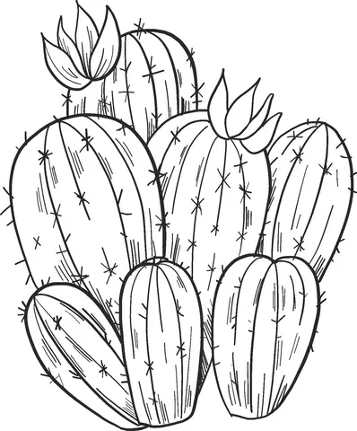 Desenhos de Cactus Para Colorir 25