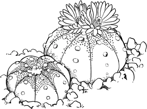 Desenhos de Cactus Para Colorir 26