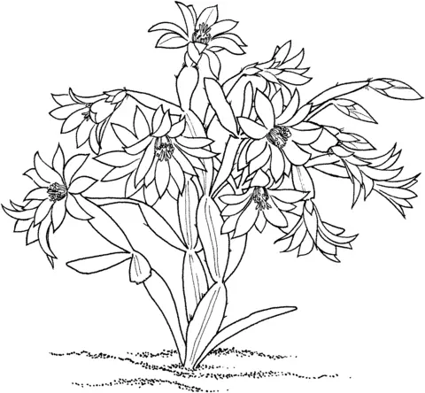 Desenhos de Cactus Para Colorir 27