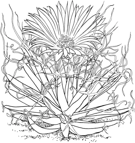 Desenhos de Cactus Para Colorir 28