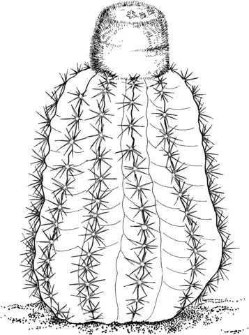 Desenhos de Cactus Para Colorir 29