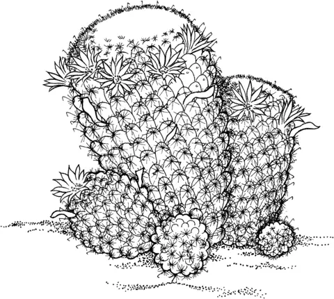 Desenhos de Cactus Para Colorir 30