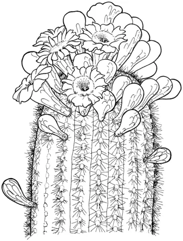 Desenhos de Cactus Para Colorir 31