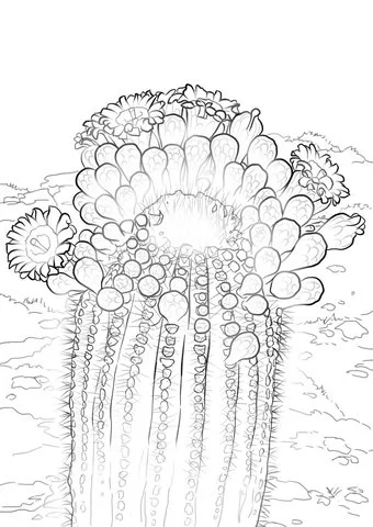 Desenhos de Cactus Para Colorir 33