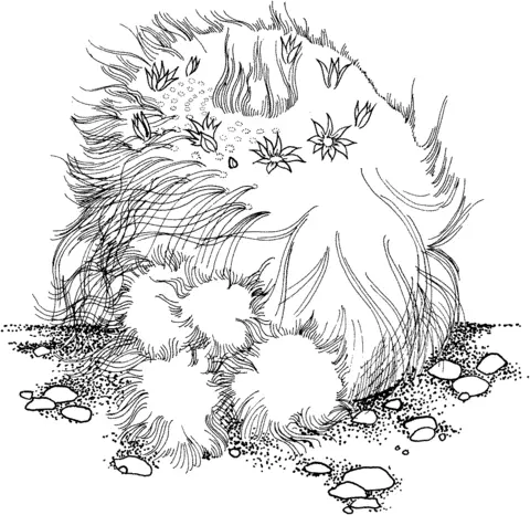 Desenhos de Cactus Para Colorir 34