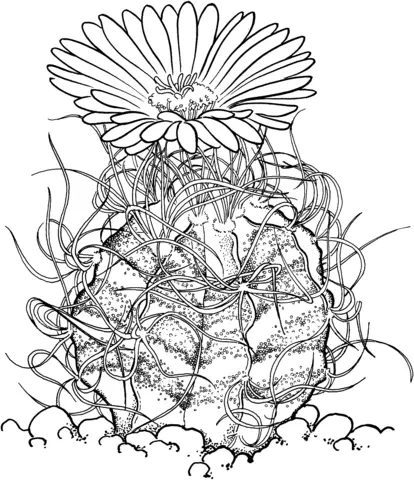 Desenhos de Cactus Para Colorir 35