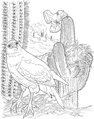 Desenhos de Cactus Para Colorir 36
