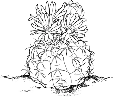Desenhos de Cactus Para Colorir 38