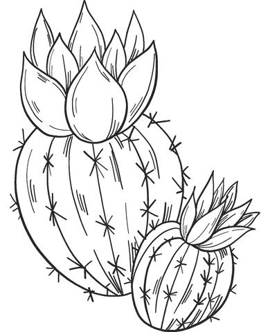 Desenhos de Cactus Para Colorir 4