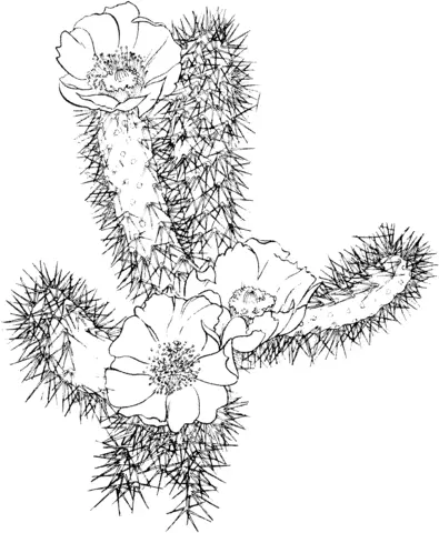 Desenhos de Cactus Para Colorir 40