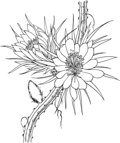 Desenhos de Cactus Para Colorir 41