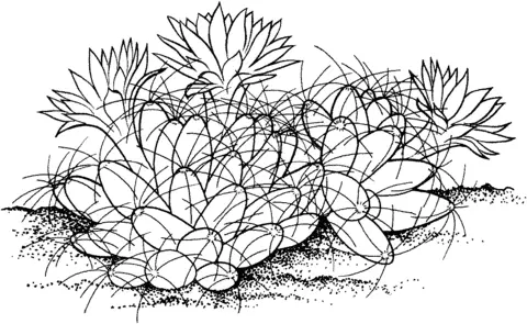 Desenhos de Cactus Para Colorir 42