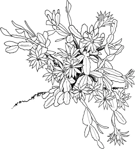 Desenhos de Cactus Para Colorir 43