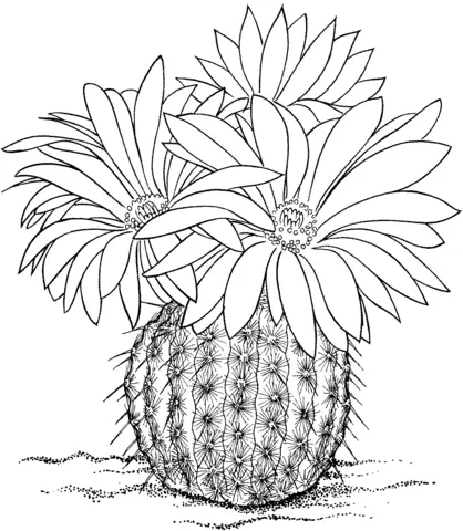 Desenhos de Cactus Para Colorir 44