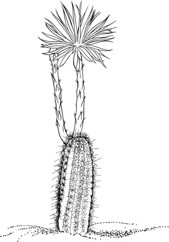 Desenhos de Cactus Para Colorir 45