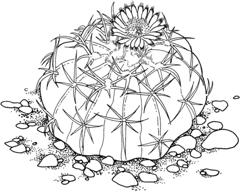 Desenhos de Cactus Para Colorir 47